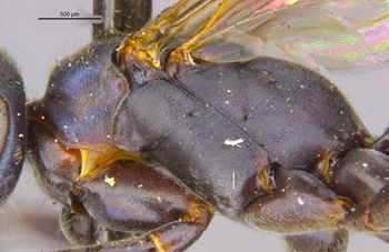 Media type: image;   Entomology 13626 Aspect: thorax lateral